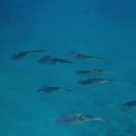 Martinique : snorkeling à Anse Dufour