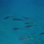 Martinique : snorkeling à Anse Dufour