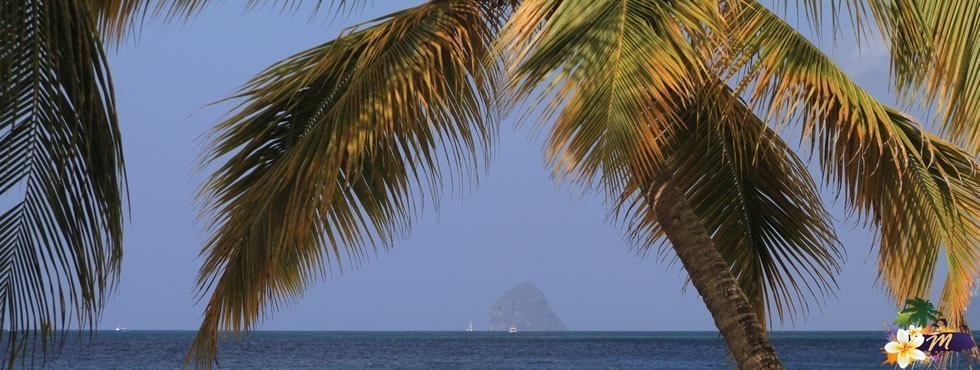 Anse Figuier en Martinique