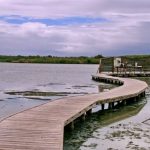 Martinique : Étang des Salines